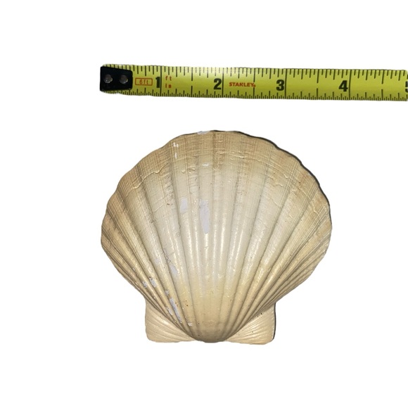 Sea Shell & Sea Biscuit Wall Decor - Picture 10 of 11